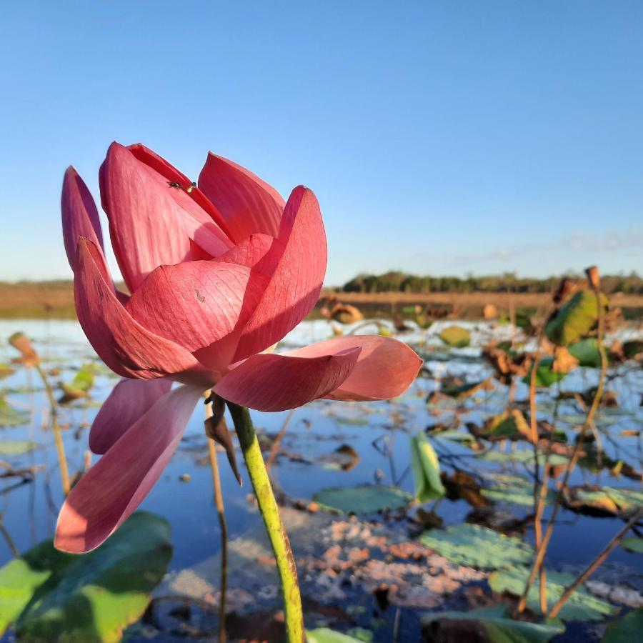 Wild Nature Lodge, Mareeba Wetlands Biboohra Bagian luar foto