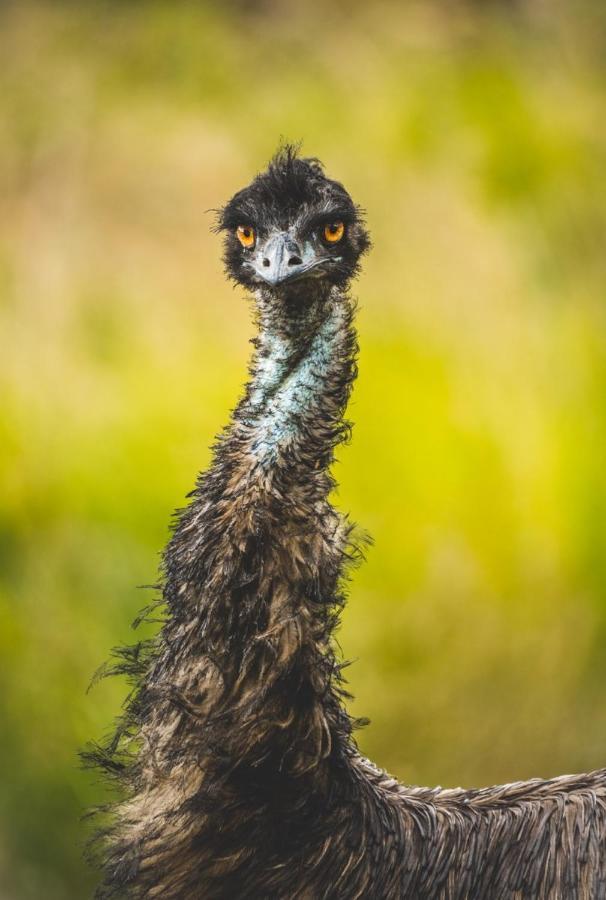 Wild Nature Lodge, Mareeba Wetlands Biboohra Bagian luar foto