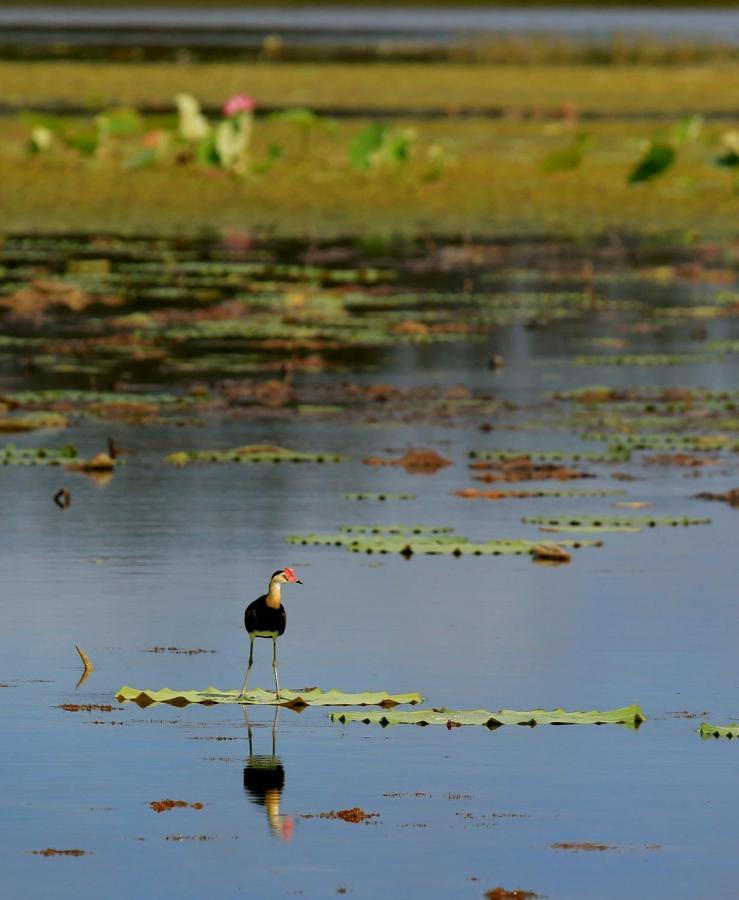 Wild Nature Lodge, Mareeba Wetlands Biboohra Bagian luar foto