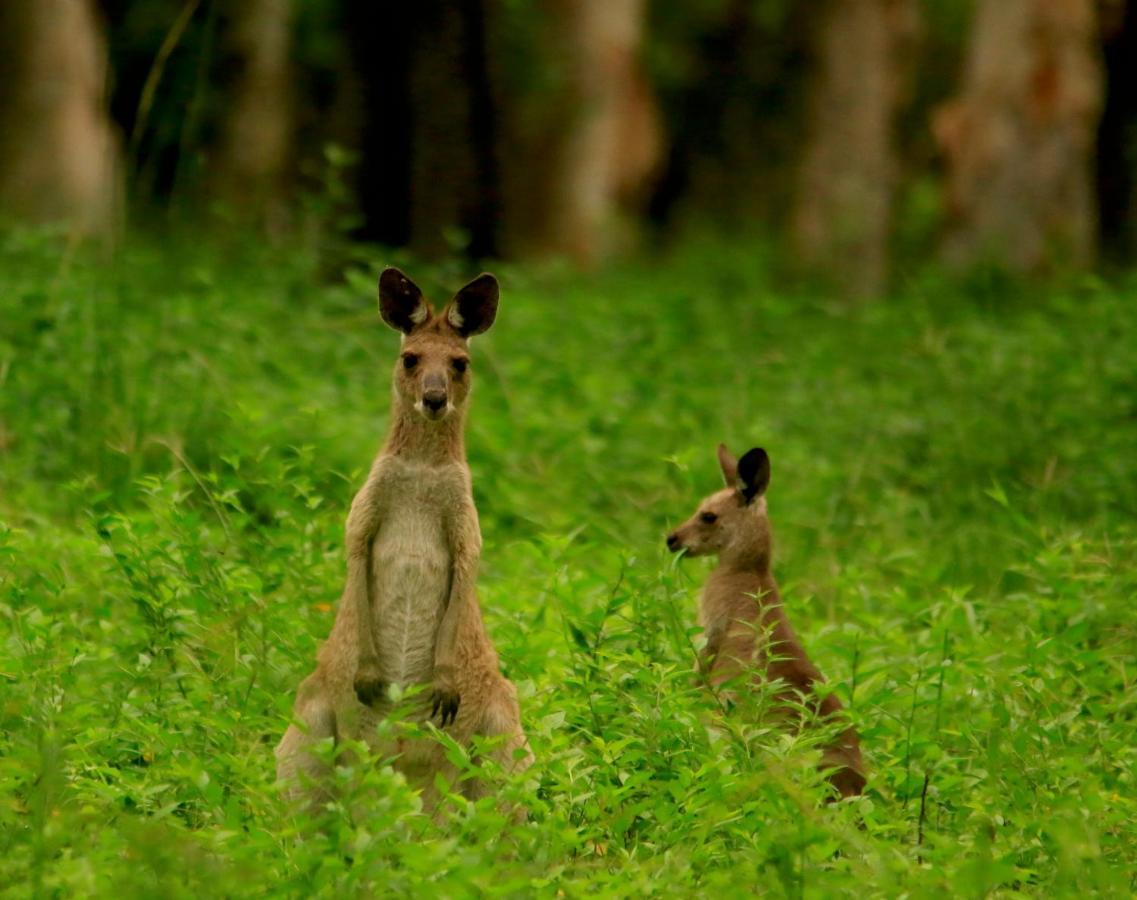Wild Nature Lodge, Mareeba Wetlands Biboohra Bagian luar foto